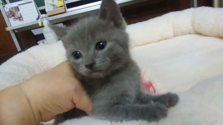 ID:1810-00760の子猫