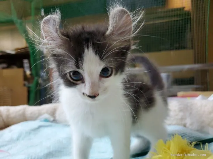 ID:1909-01552の子猫