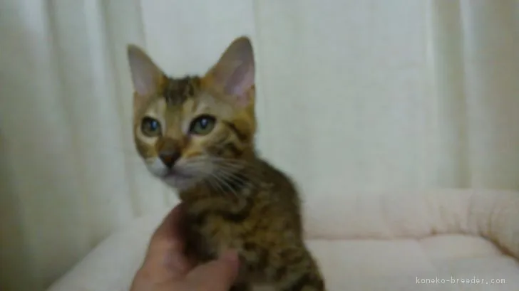 ID:1803-00076の子猫