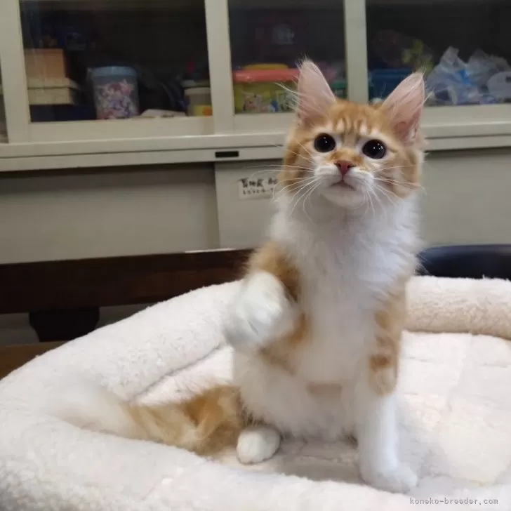 ゆみ 様のお迎えした子猫