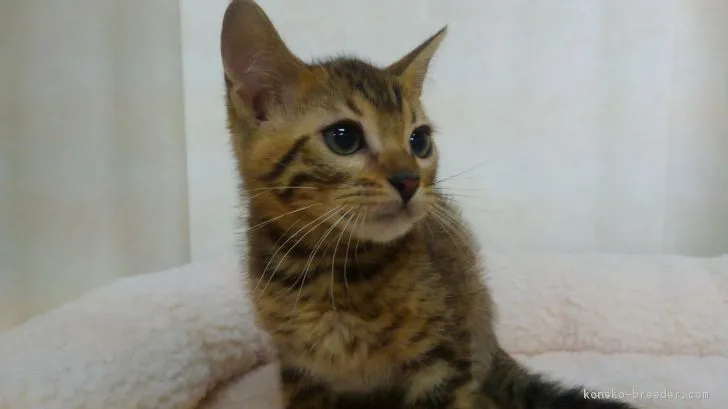 ID:1803-00072の子猫