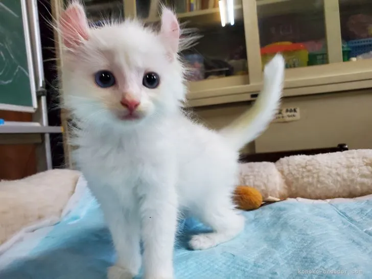 ID:2106-01414の子猫