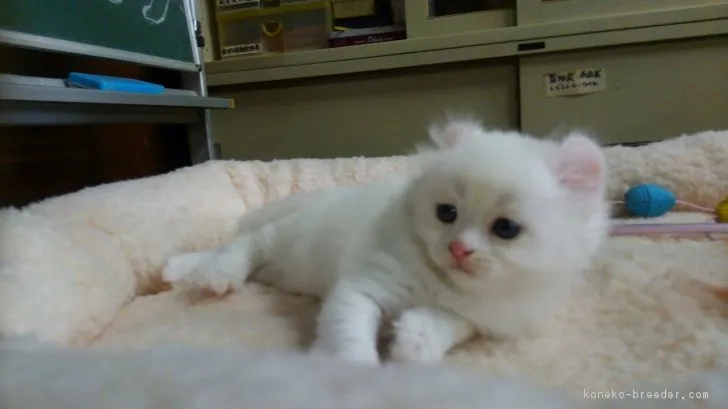 ID:1805-01484の子猫