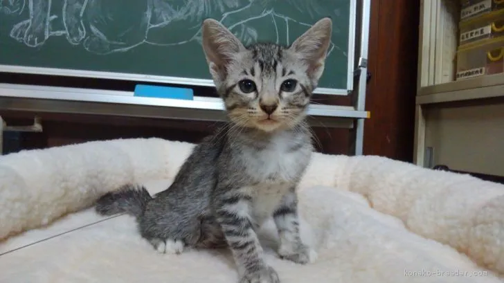ID:1908-00098の子猫