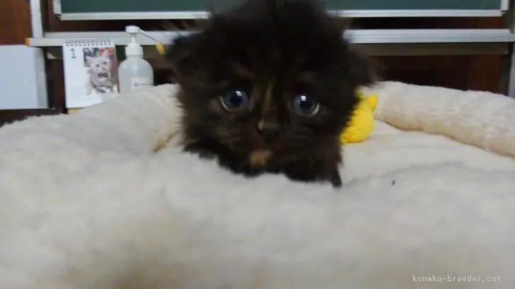 ID:1901-01211の子猫