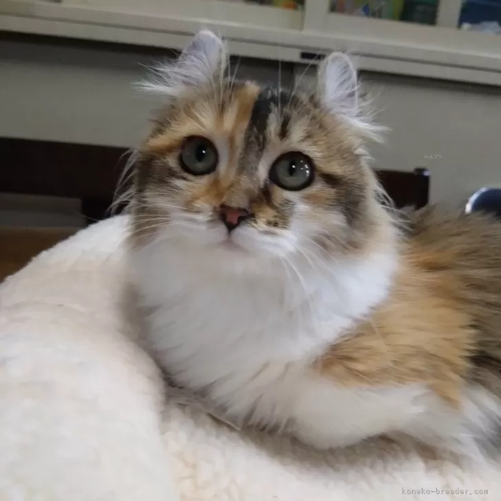 ID:2409-00451の子猫