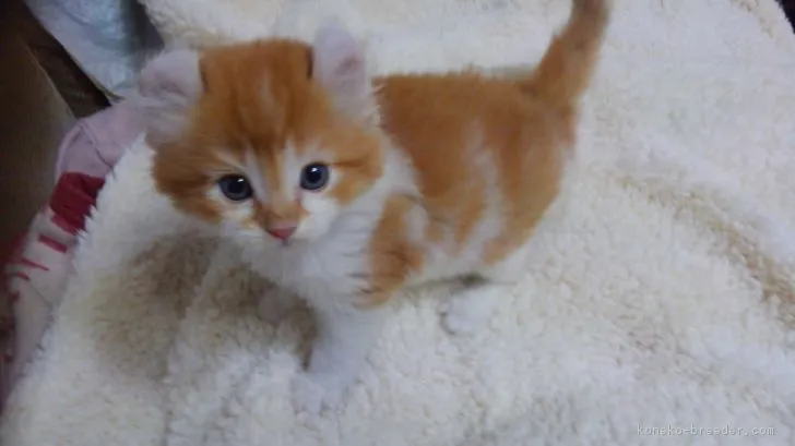 ID：1804-01761の子猫