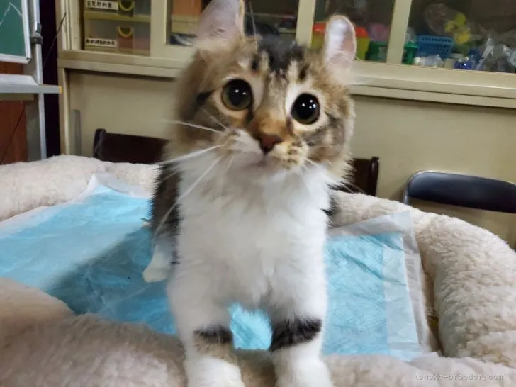 ID：2106-01078の子猫