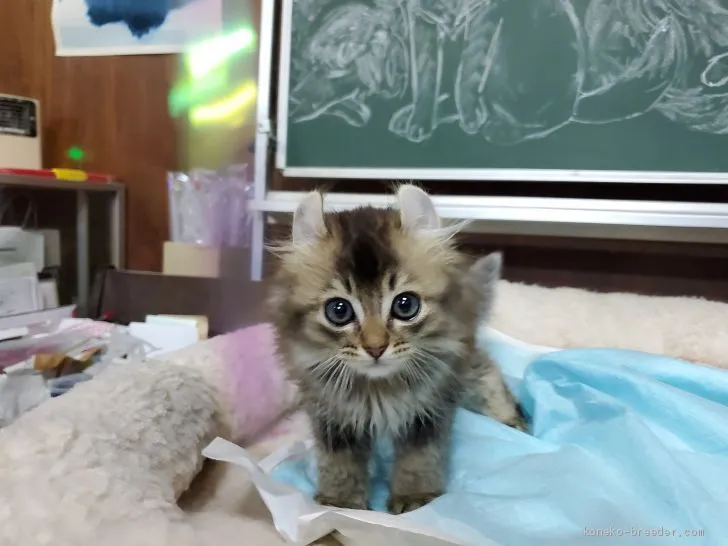 ID：2010-01010の子猫