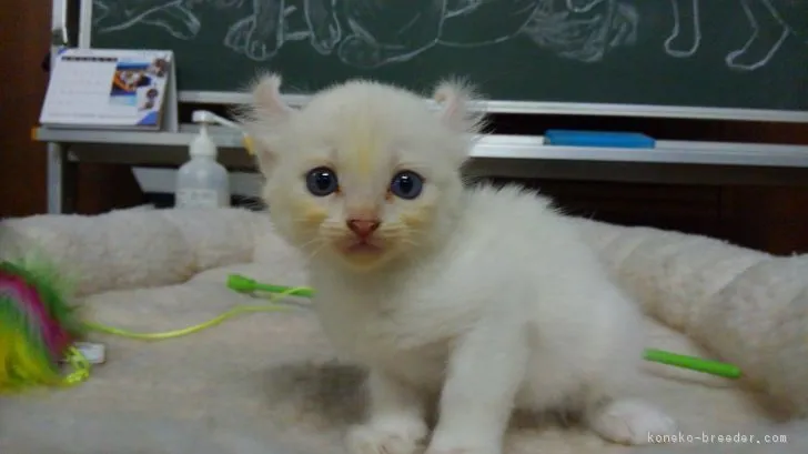 ID:1808-00045の子猫