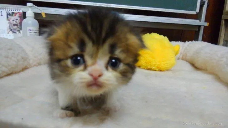 ID:1901-01208の子猫