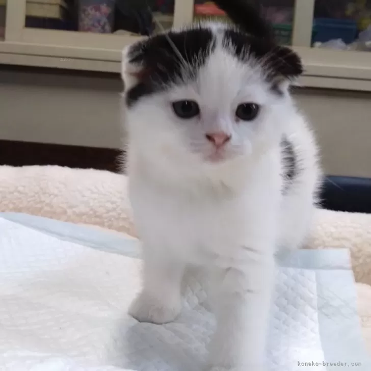 ID：2405-01046の子猫