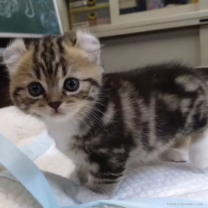 ID：2405-01122の子猫