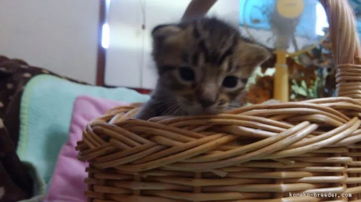 ID:1801-00107の子猫