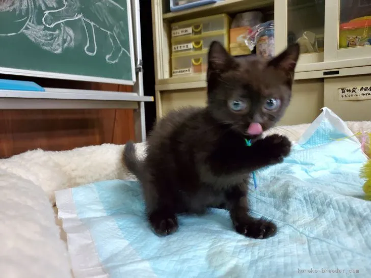 ID：1911-00620の子猫