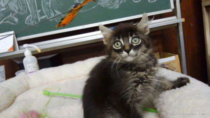 ID：1808-00049の子猫
