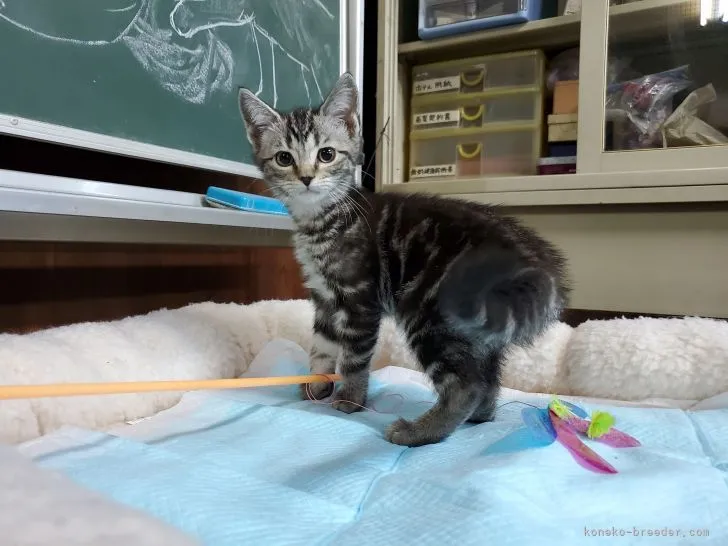 ID：2106-02804の子猫