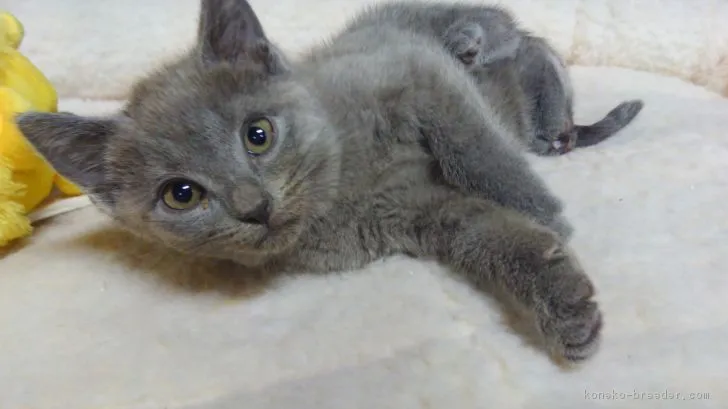 ID：1901-00750の子猫
