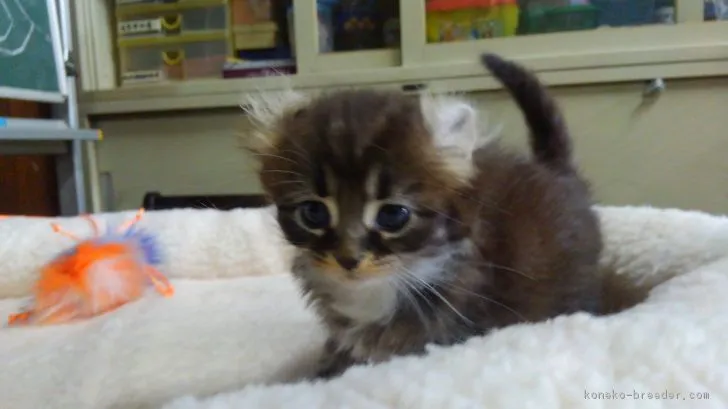 ID：1805-01482の子猫