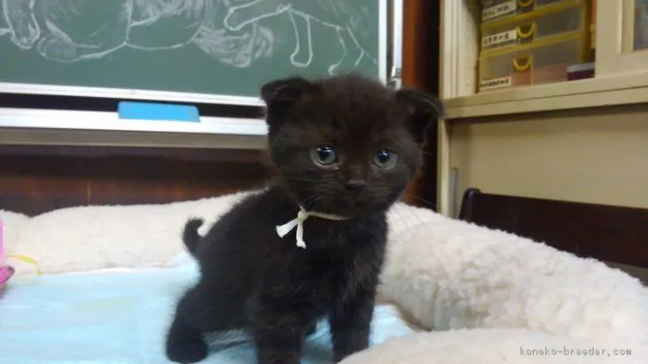 ID：1903-01762の子猫