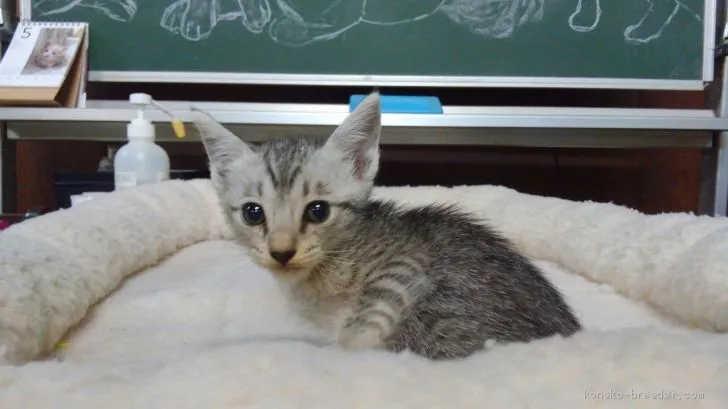 ID：1906-00678の子猫