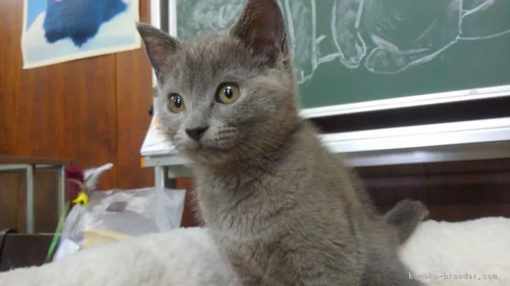 ID：1808-01623の子猫