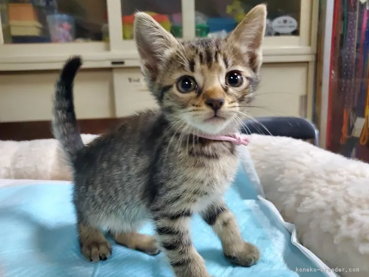 ID：2109-00934の子猫