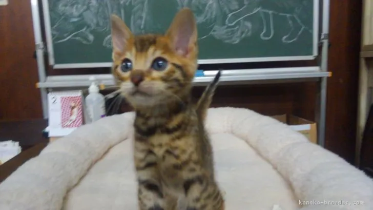 ID:1903-00261の子猫