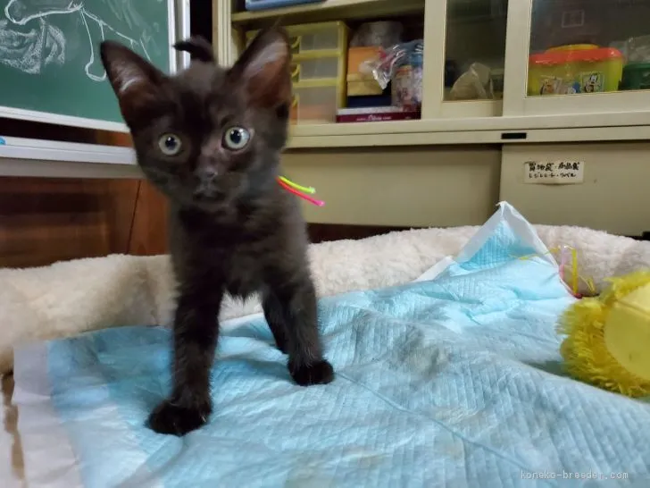 ID：1911-00621の子猫