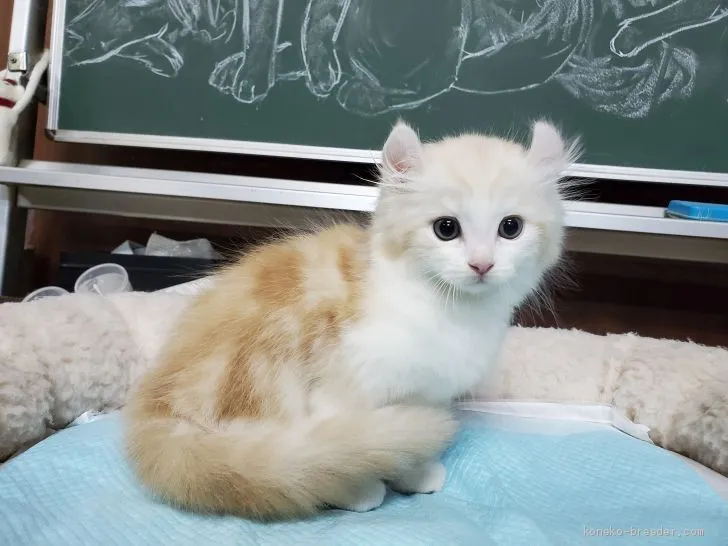 ID:2011-01929の子猫