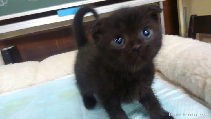 ID：1903-01760の子猫