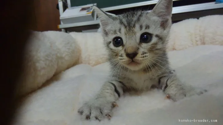 ID:1810-00084の子猫