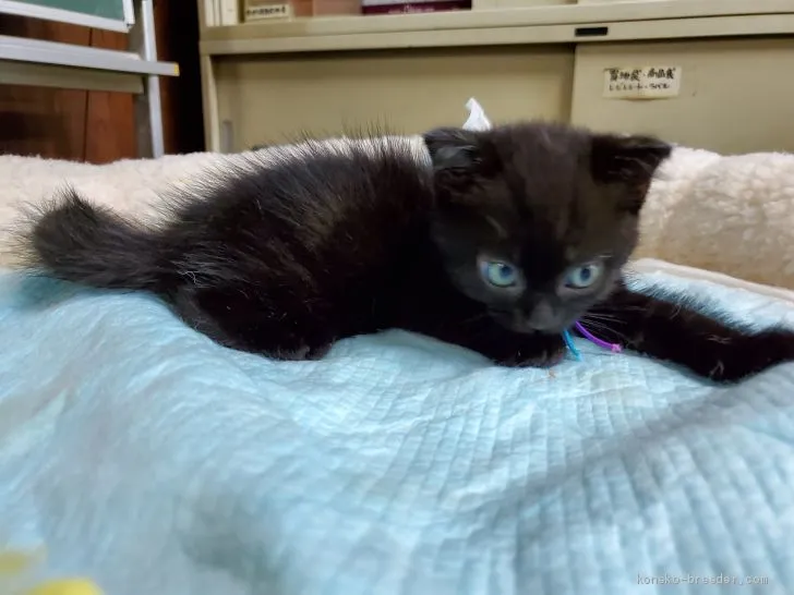 ID：1911-00629の子猫