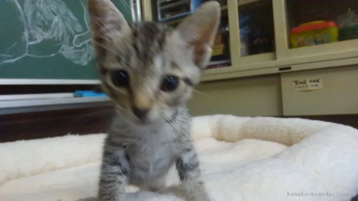 ID:1806-00530の子猫