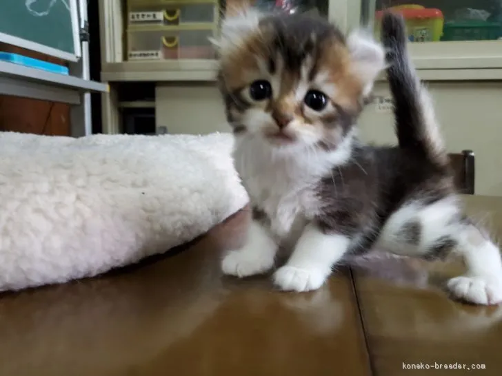 ID:2008-02267の子猫