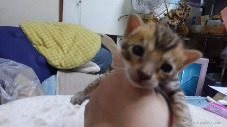ID：1807-01238の子猫