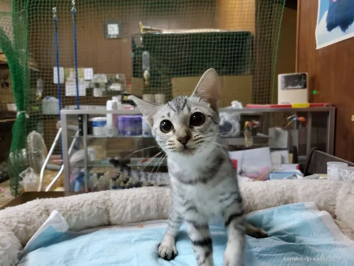 ID:2009-00045の子猫