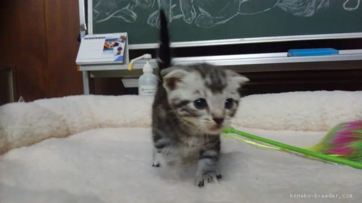 ID：1807-01090の子猫
