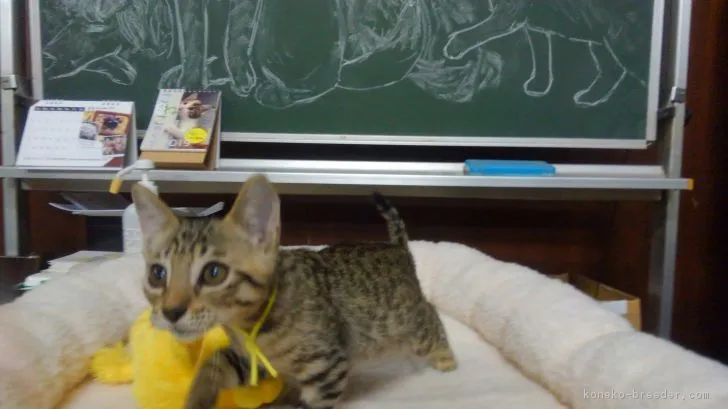 ID：1811-00172の子猫