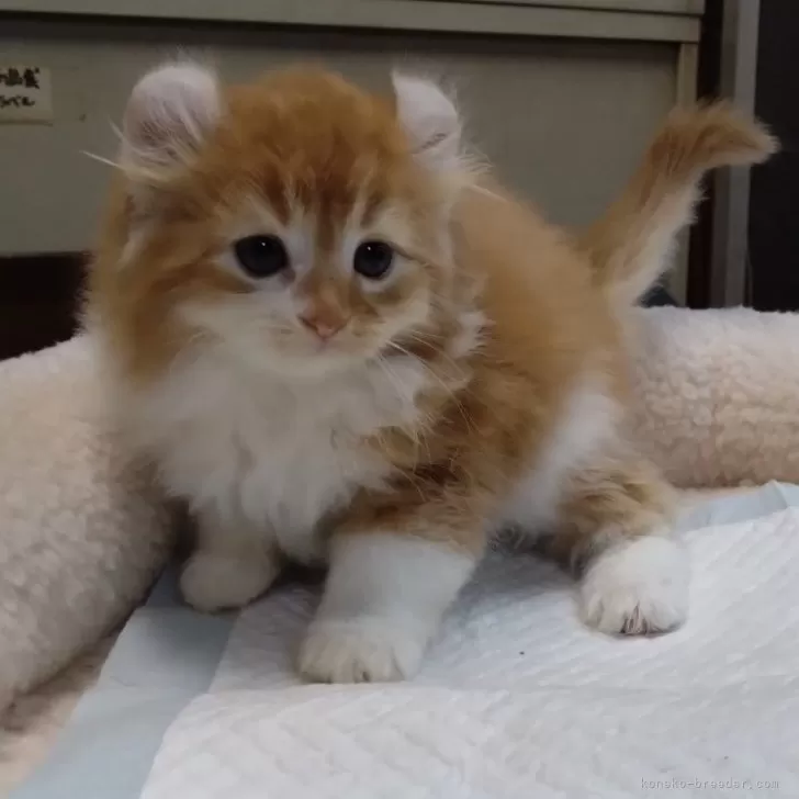 ID：2402-00663の子猫