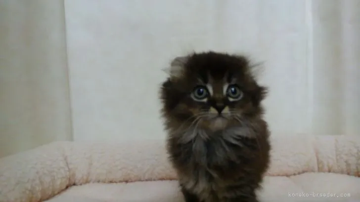 ID：1803-00644の子猫