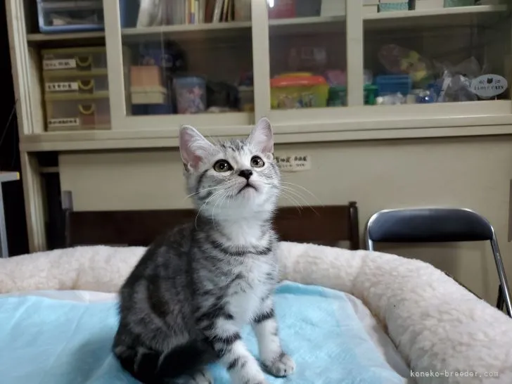 ID:2106-01077の子猫