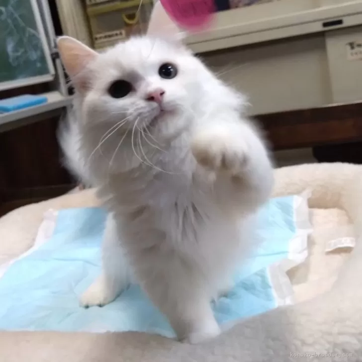 ID：2402-00652の子猫