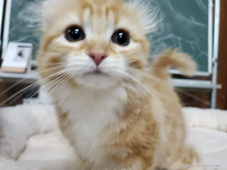 ID：2001-00187の子猫