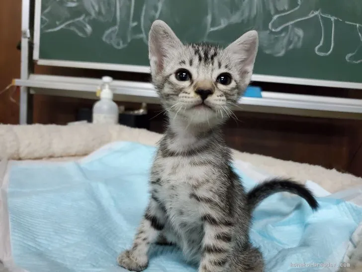 ID:2005-00671の子猫
