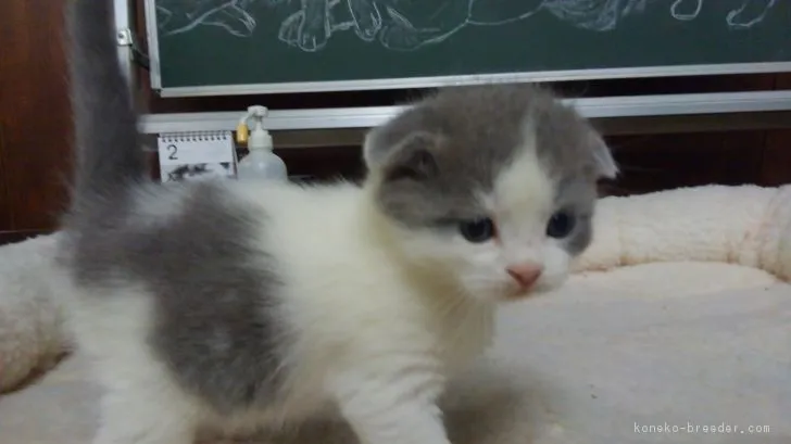 ID:1902-01233の子猫