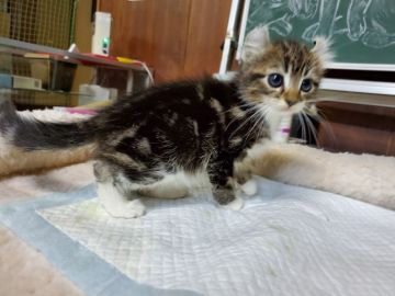 アメリカンカール【愛知県・男の子・2020年1月28日・ブラウンタビー&ホワイト（ショートヘアー）】の写真「人懐こい甘えん坊です。」