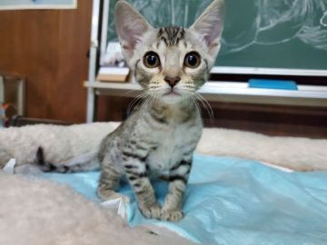 オシキャット【愛知県・男の子・2019年8月21日・シルバースポテッドタビー（ショートヘアー）】の写真「穏やかで人懐こい甘えん坊です。犬みたいな猫です。」