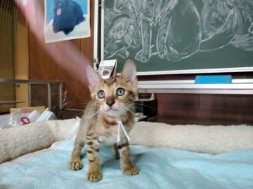 ベンガル【愛知県・男の子・2019年7月17日・ブラウンスポテッドタビー(ロゼット)（ショートヘアー）】の写真「きれいな大きめのロゼット柄で人懐こい甘えん坊です。」