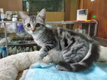 アメリカンショートヘア【愛知県・女の子・2020年1月18日・シルバータビー（ショートヘアー）】の写真「おとなしい人懐こい甘えん坊さん❗」